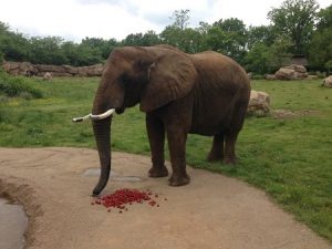 2a - Nashville Zoo Elephant 2013
